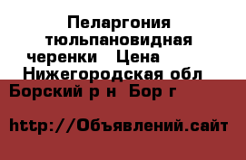 Пеларгония тюльпановидная черенки › Цена ­ 600 - Нижегородская обл., Борский р-н, Бор г.  »    